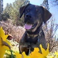 A cheerful dog sits among bright yellow flowers in a sunny outdoor setting.